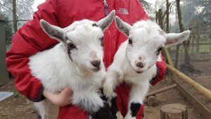 2 goat kids cuddle