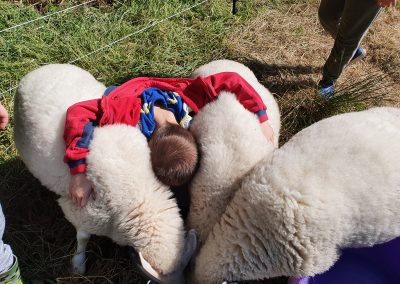 A child with his head buried between two fluffy sheep feeding from a bowl